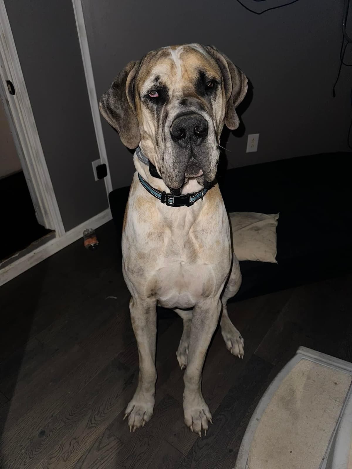European Great Danes breeder image 15