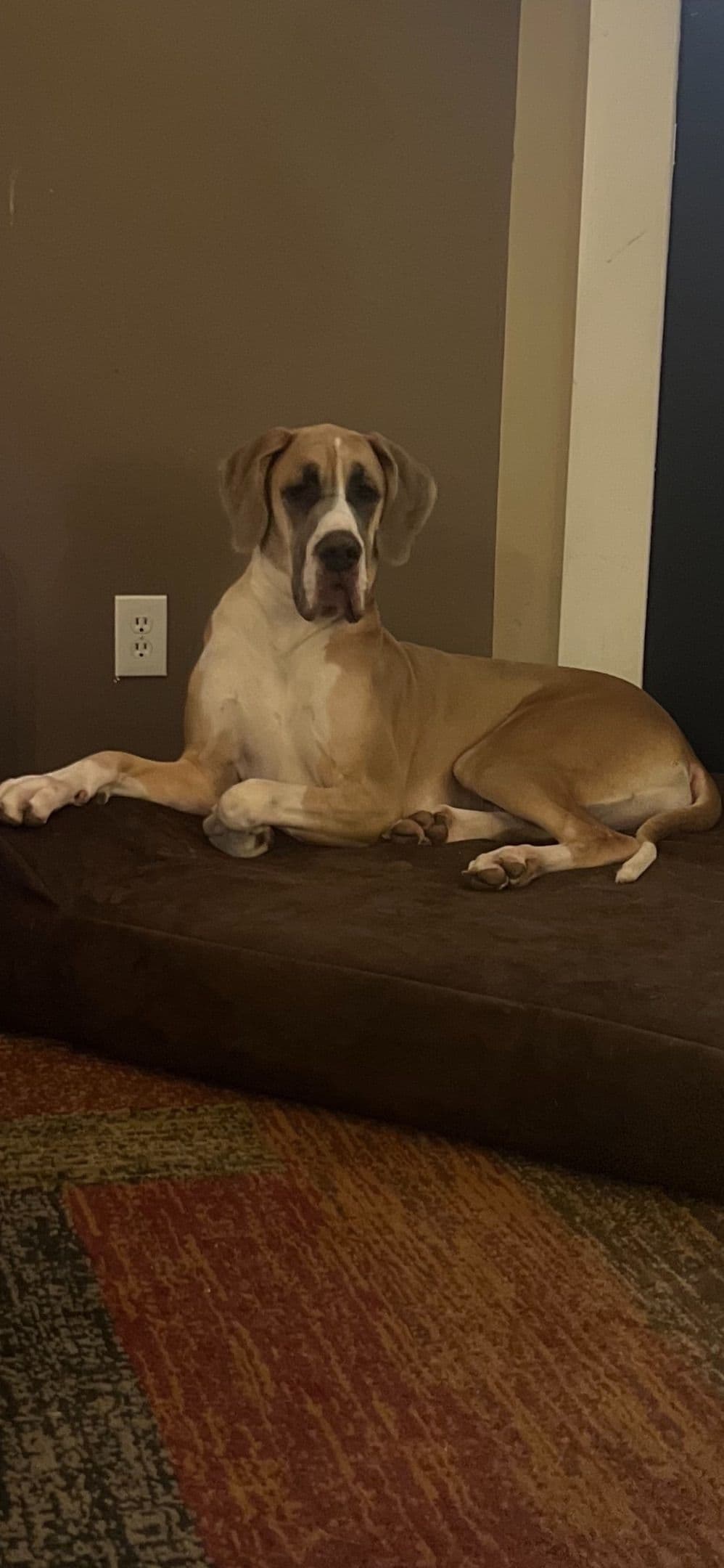 European Great Danes breeder image 16