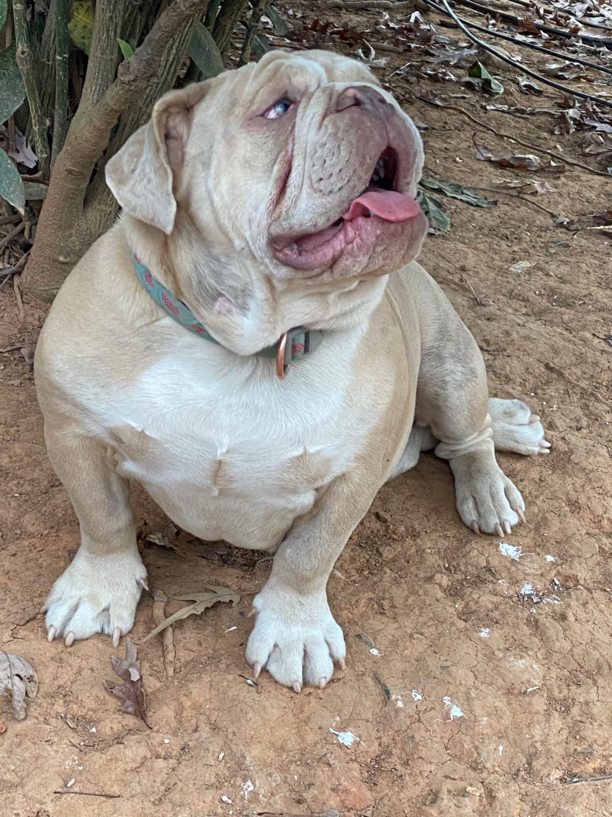 European Great Danes breeder image 18
