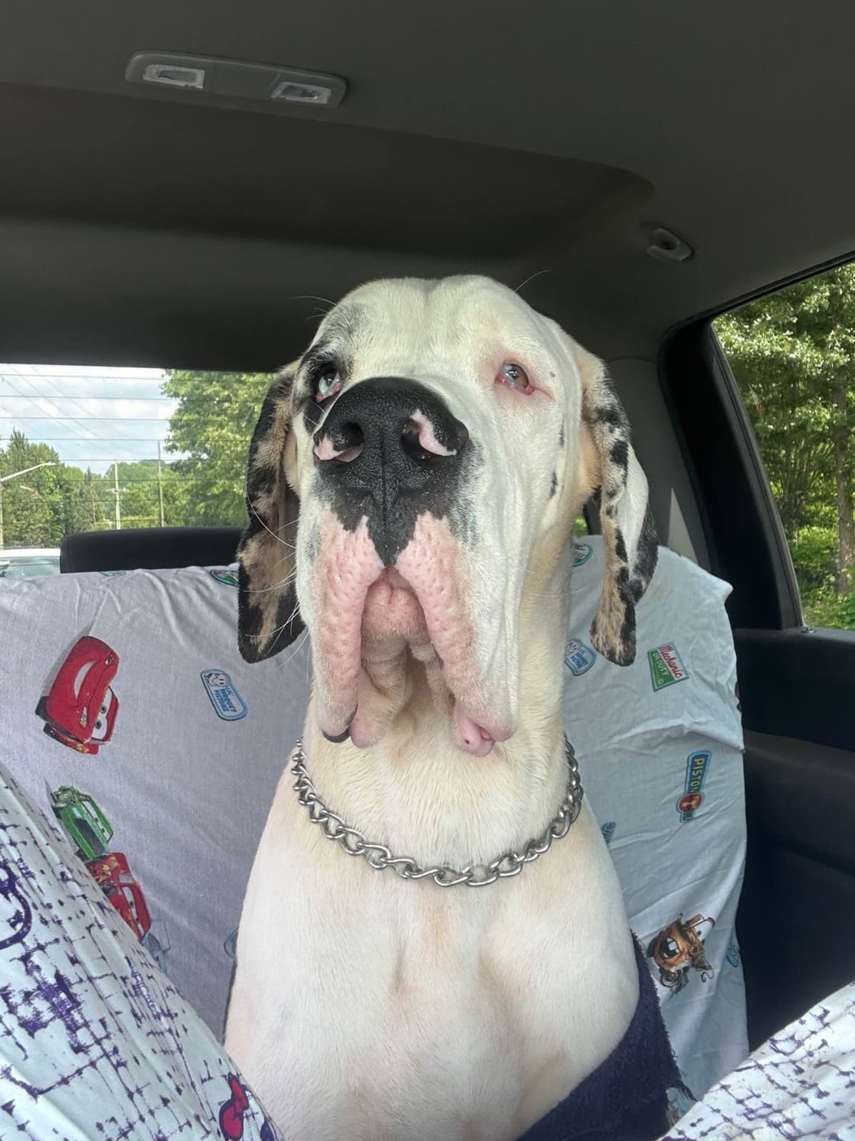 European Great Danes breeder image 19