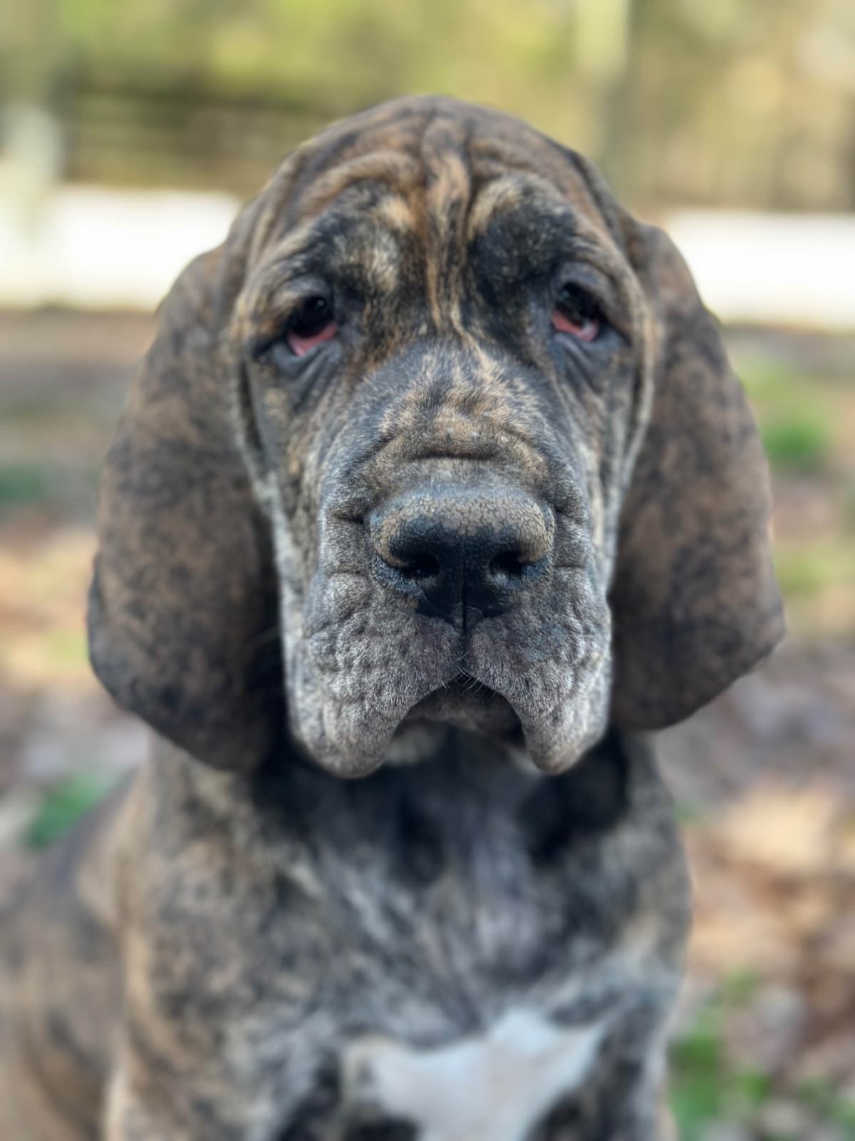 European Great Danes breeder image 20
