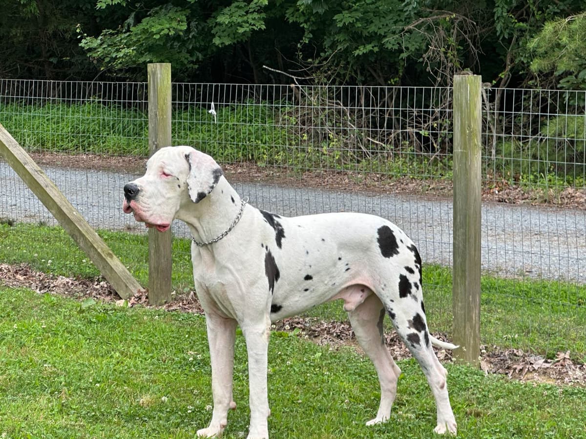 European Great Danes breeder image 21
