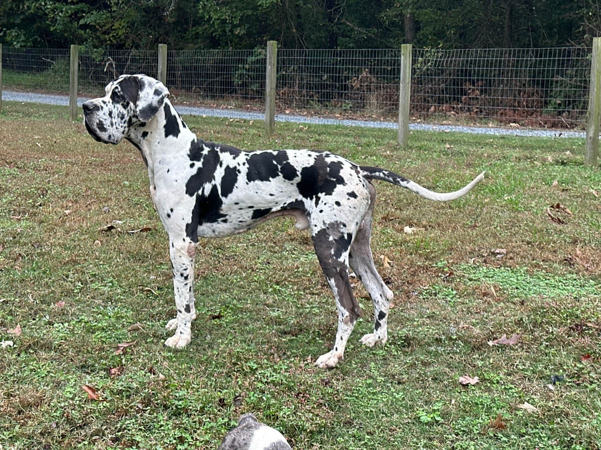 European Great Danes breeder image 22