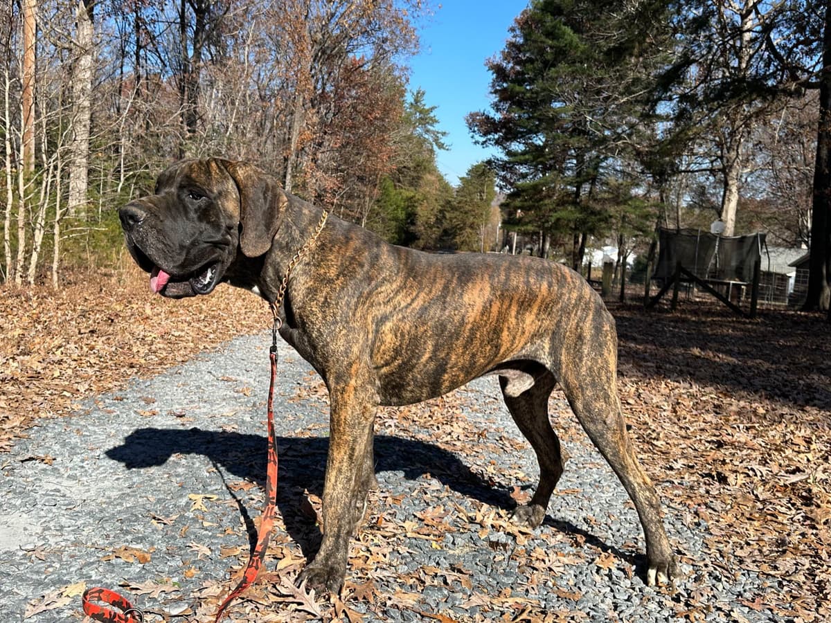European Great Danes breeder image 23