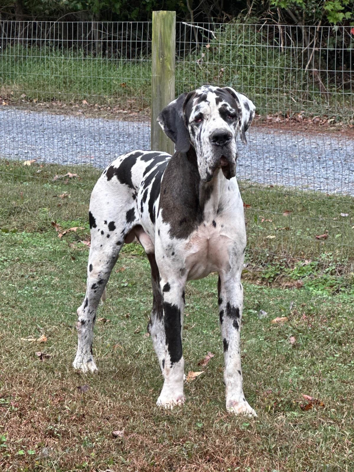 European Great Danes breeder image 2