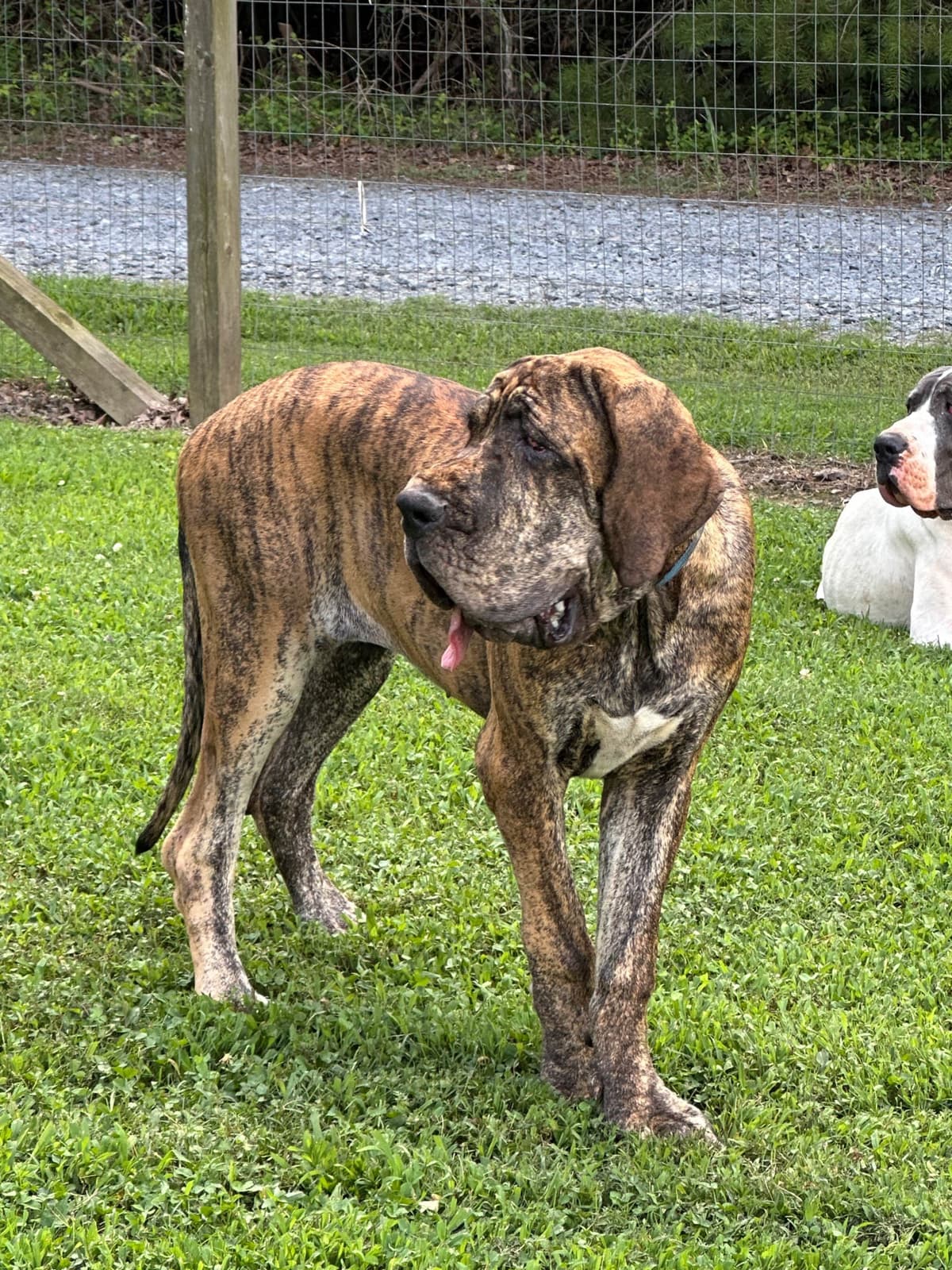 European Great Danes breeder image 26