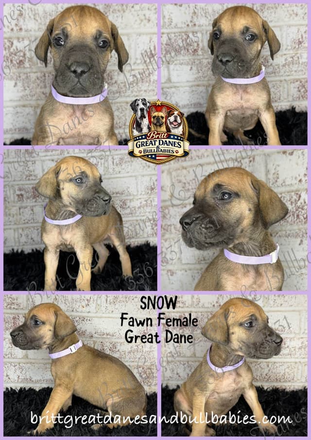 Great Dane Puppies media 2