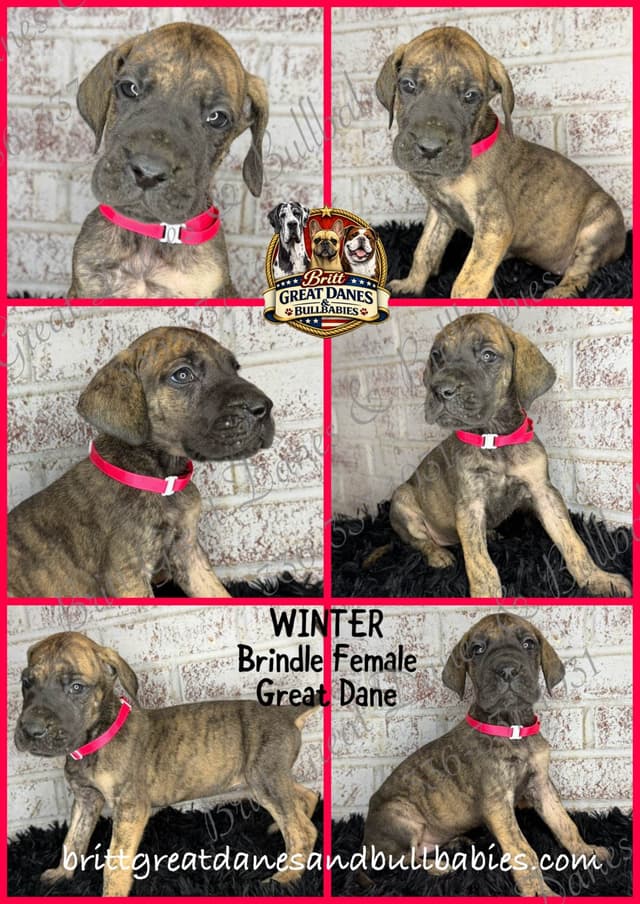 Great Dane Puppies media 3