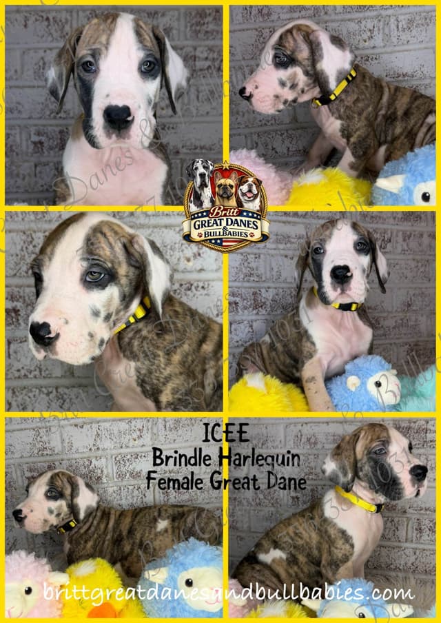 Great Dane Puppies media 4