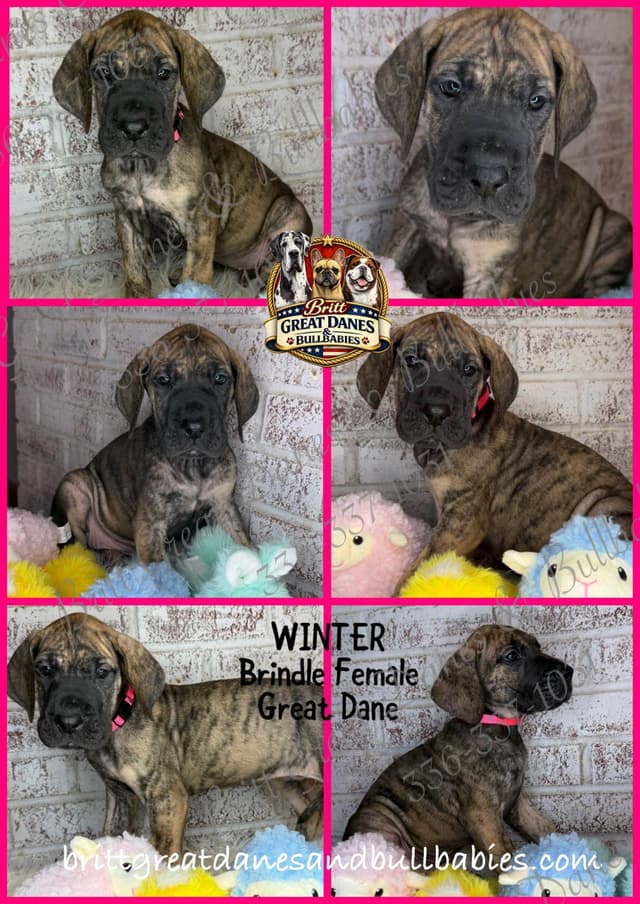 Great Dane Puppies media 5