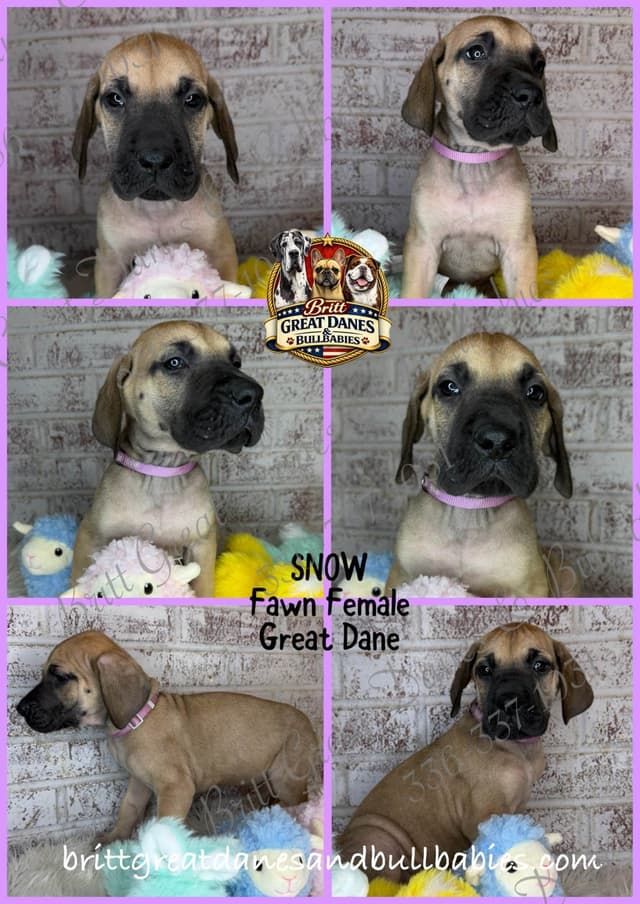 Great Dane Puppies media 6