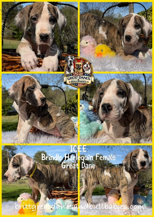 Great Dane Puppies media 7
