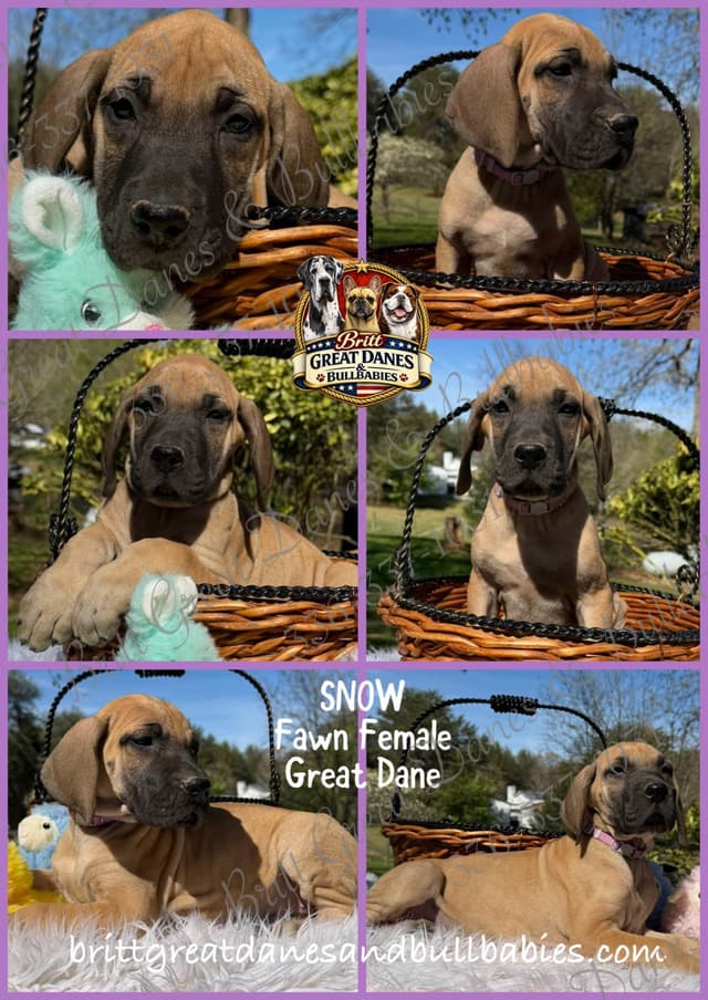 Great Dane Puppies media 8