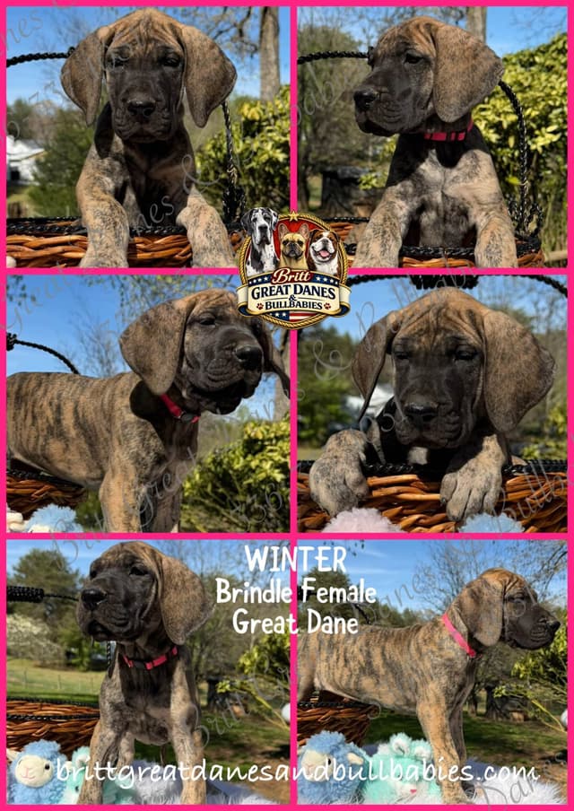Great Dane Puppies media 9