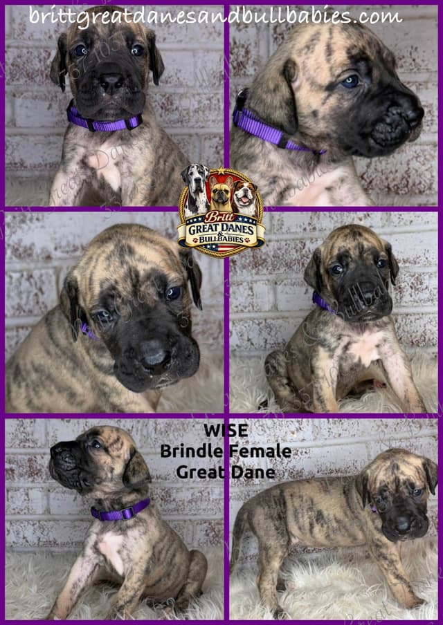 European Great Danes media 3