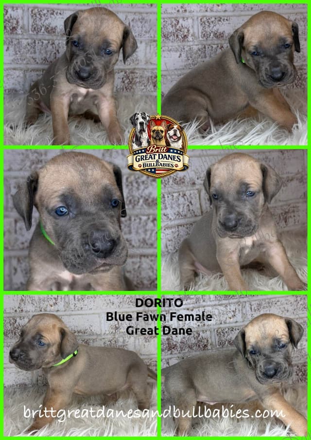 European Great Danes media 5