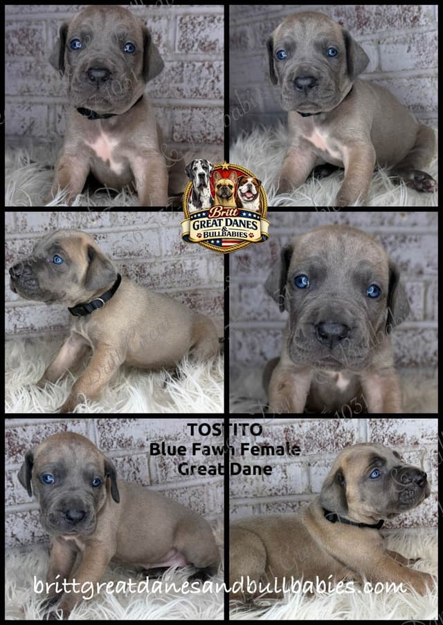 European Great Danes media 6