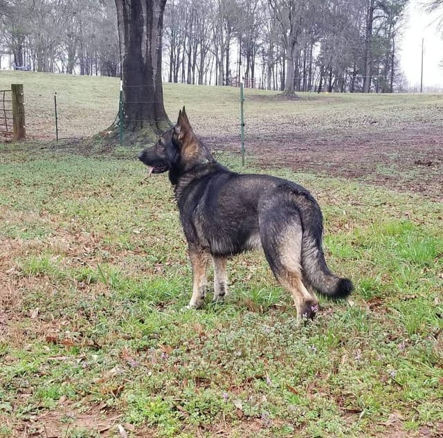 Daphne - Gorgeous German Shepherd Puppy media 7