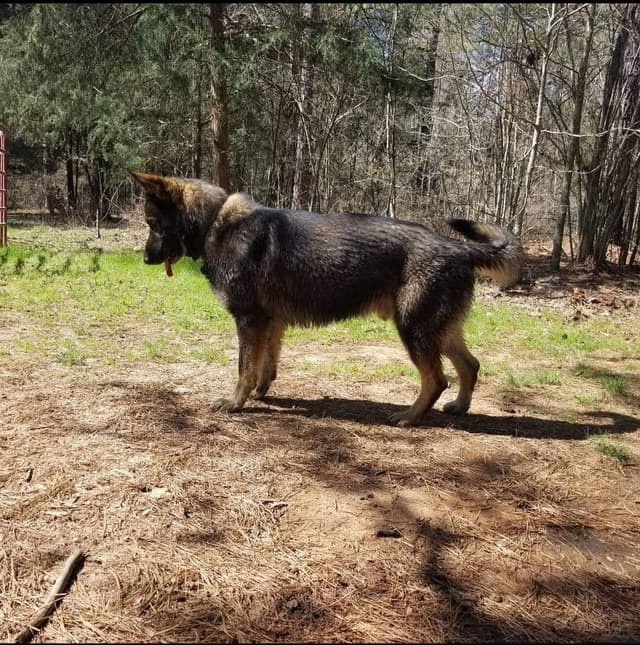 Daphne - Gorgeous German Shepherd Puppy media 9