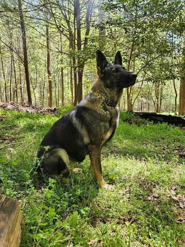Daphne - Gorgeous German Shepherd Puppy media 12