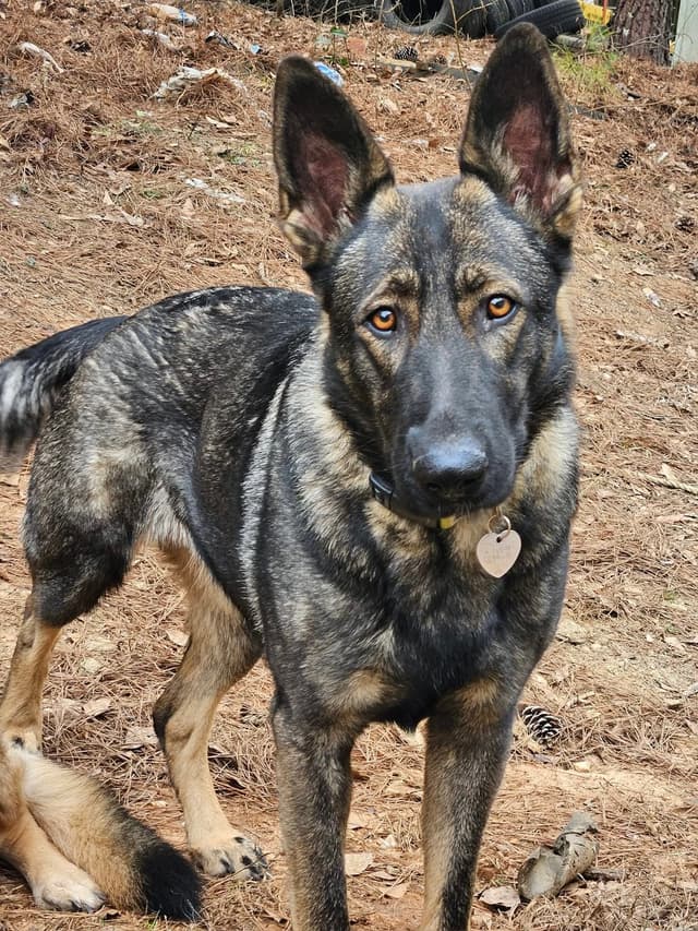 Daphne - Gorgeous German Shepherd Puppy media 11