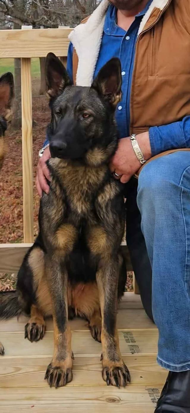 Daphne - Gorgeous German Shepherd Puppy media 10