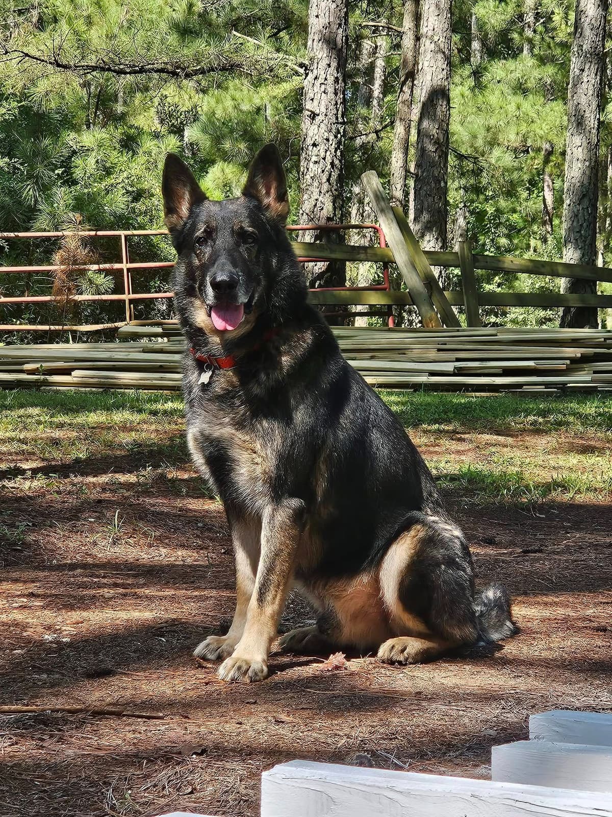 Daphne - Gorgeous German Shepherd Puppy breeder image 1