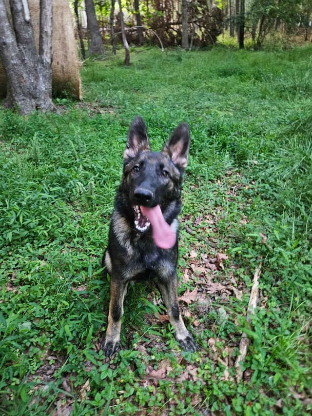 Daphne - Gorgeous German Shepherd Puppy media 2