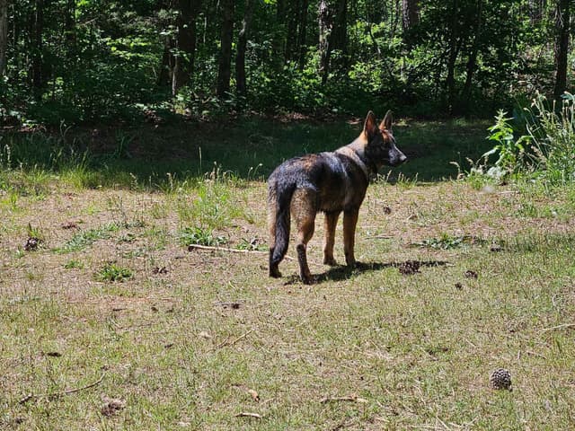 Daphne - Gorgeous German Shepherd Puppy media 13