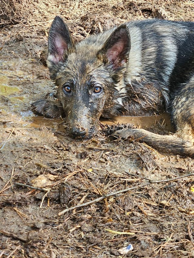 Daphne - Gorgeous German Shepherd Puppy media 3