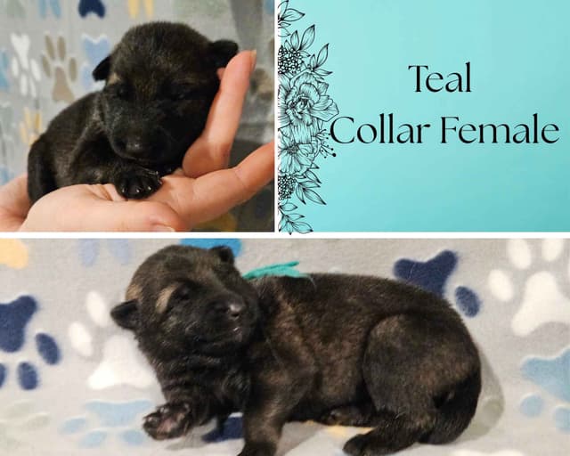 Daphne - Gorgeous German Shepherd Puppy media 6