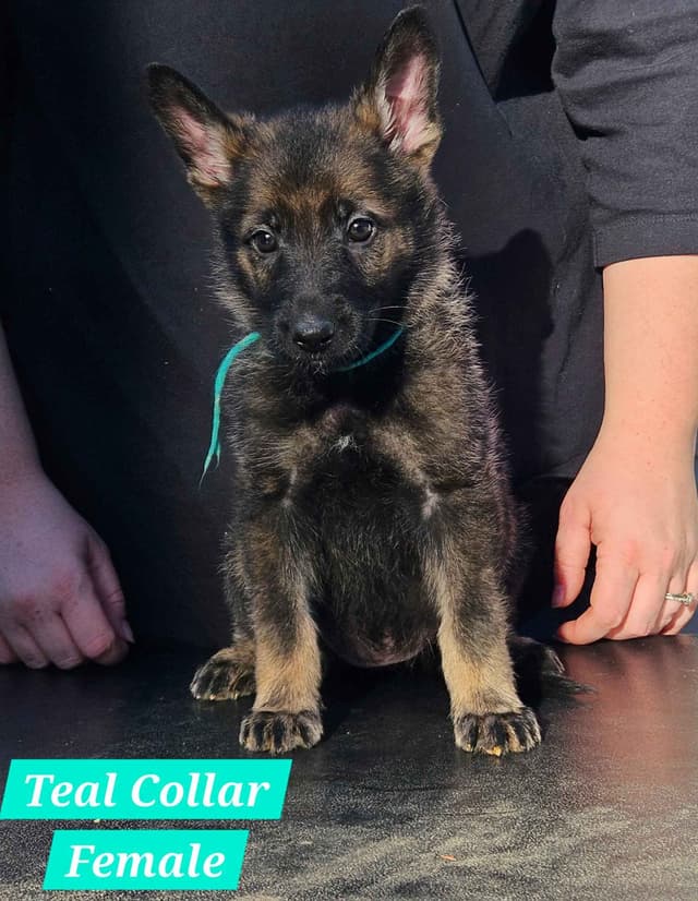 Daphne - Gorgeous German Shepherd Puppy media 4