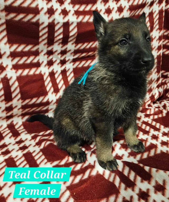 Daphne - Gorgeous German Shepherd Puppy media 5