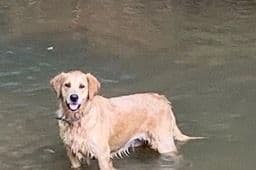Golden Retriever Puppies breeder image 1