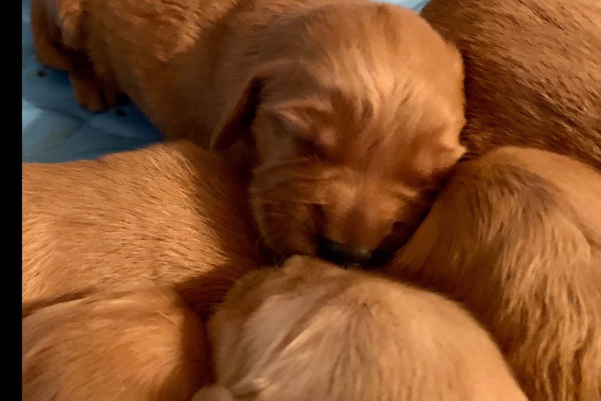 Golden Retriever Puppies breeder image 3