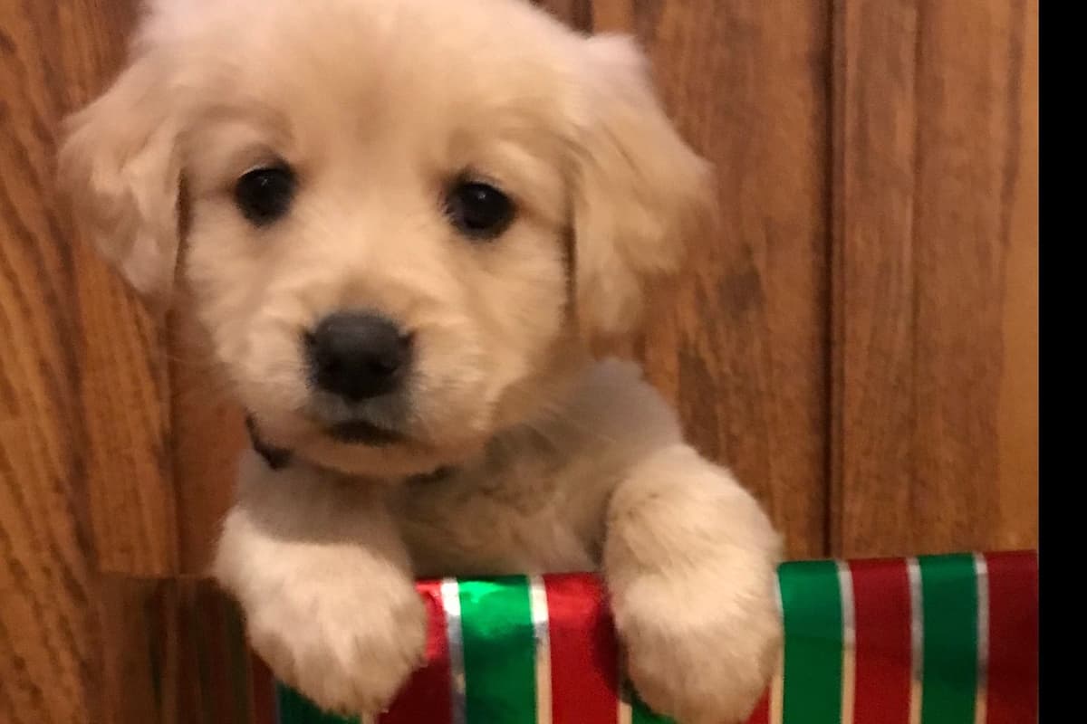 Golden Retriever Puppies breeder image 4