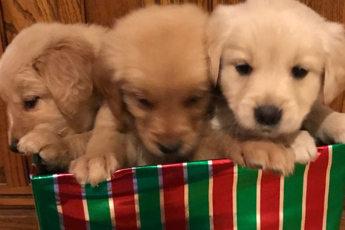 Golden Retriever Puppies breeder image 5