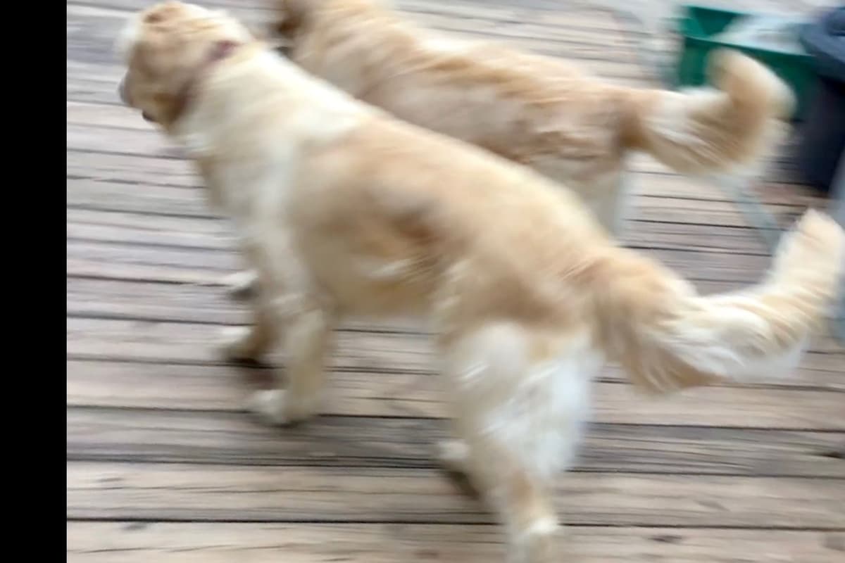 Golden Retriever Puppies breeder image 6