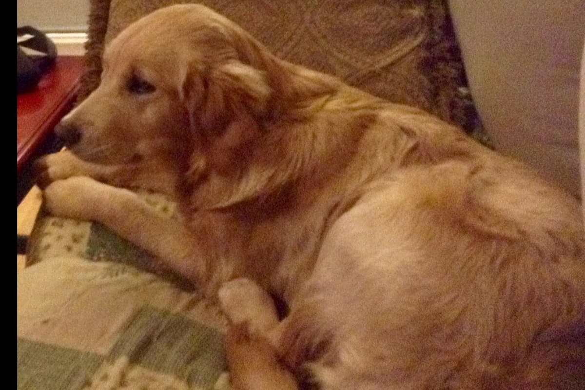 Golden Retriever Puppies breeder image 7
