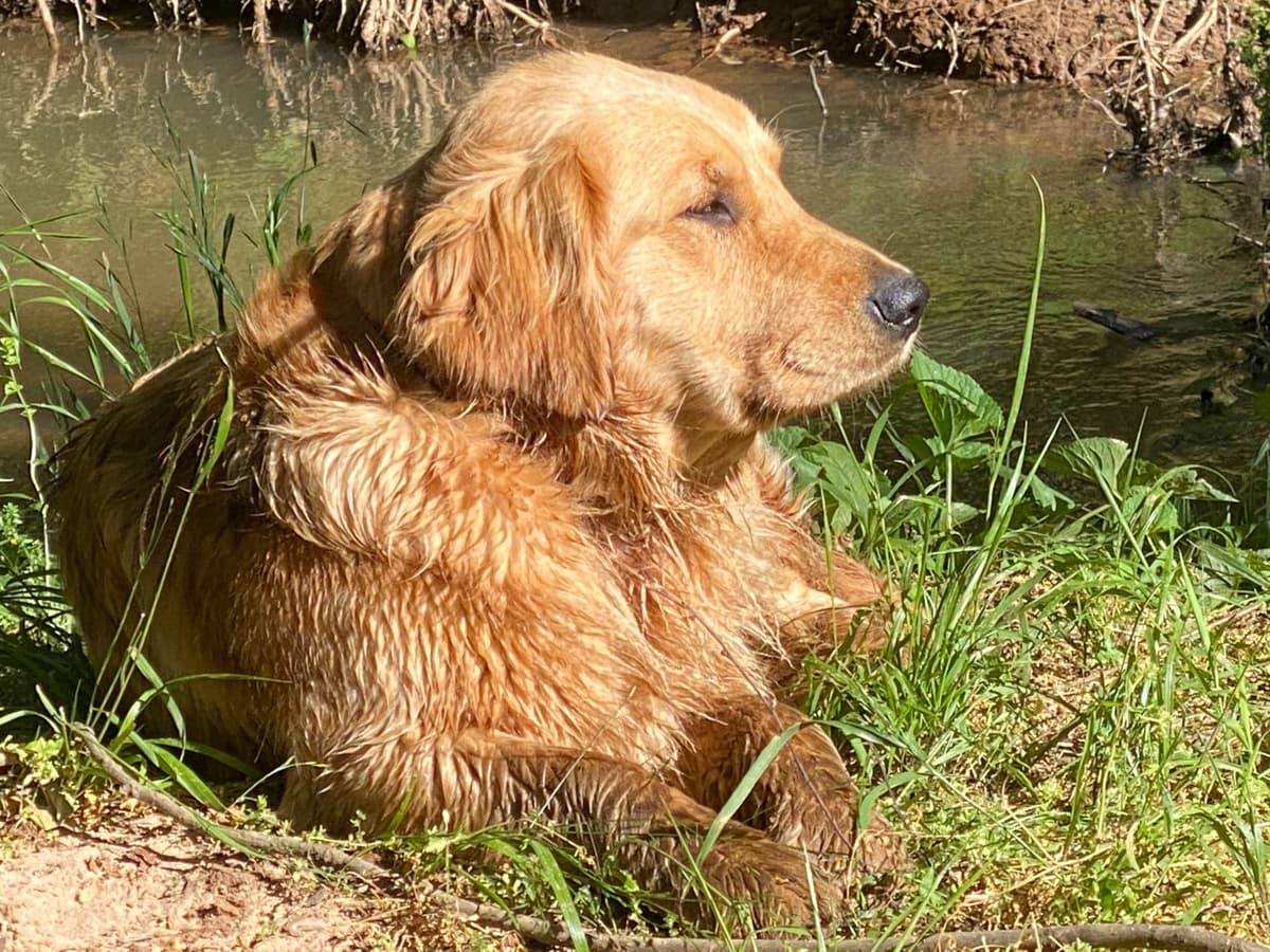 Golden Retriever Puppies breeder image 12