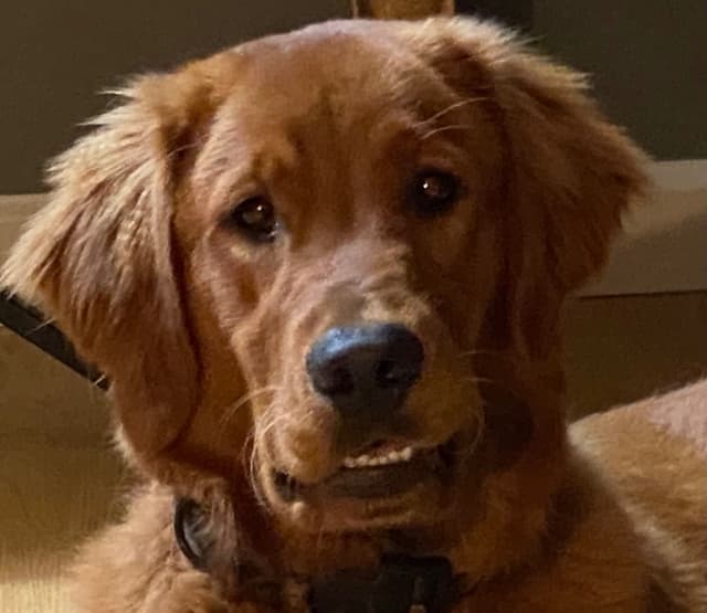 Golden Retriever Puppies media 2