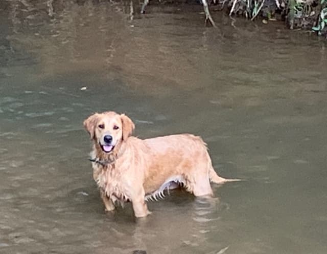 Golden Retriever Puppies media 3