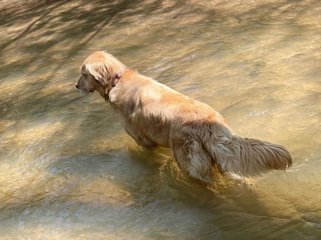 Golden Retriever Puppies media 4