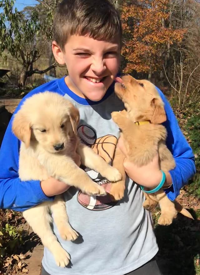 Golden Retriever Puppies media 5