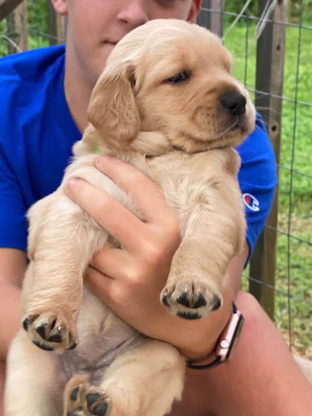 Golden Retriever Puppies media 6