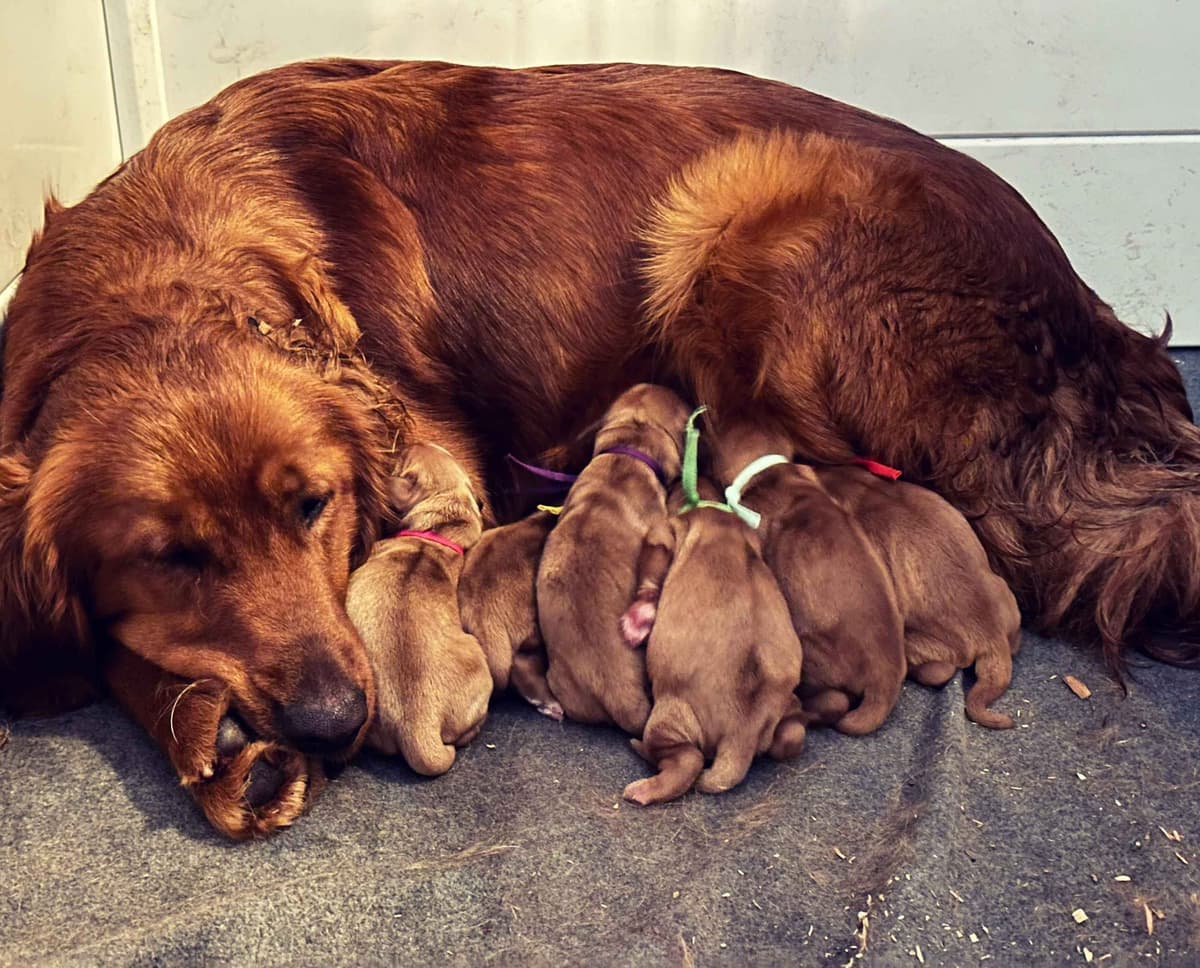 Golden Retriever Puppies breeder image 2