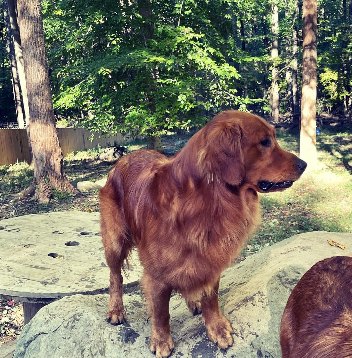 Golden Retriever Puppies breeder image 3