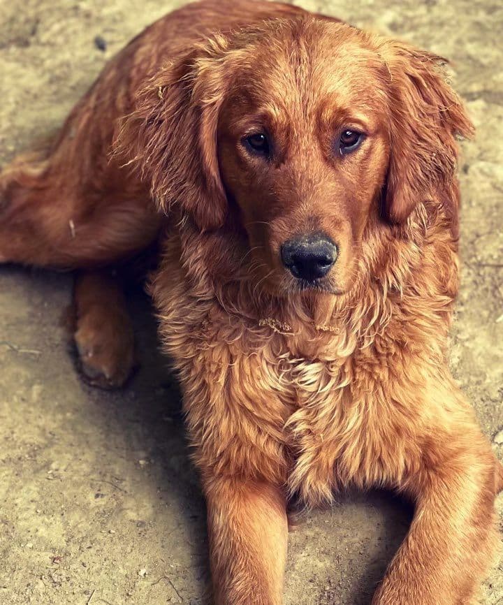 Golden Retriever Puppies breeder image 4