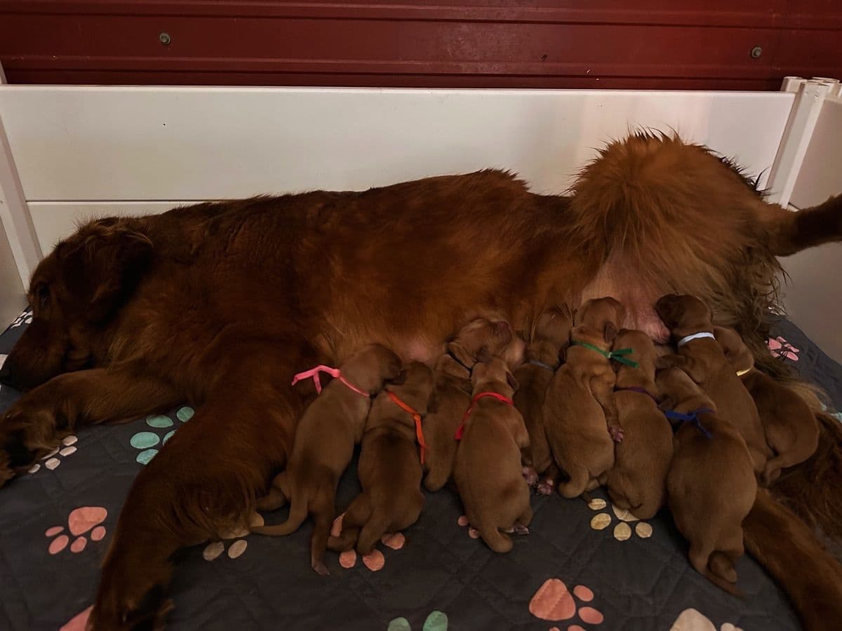Golden Retriever Puppies breeder image 5