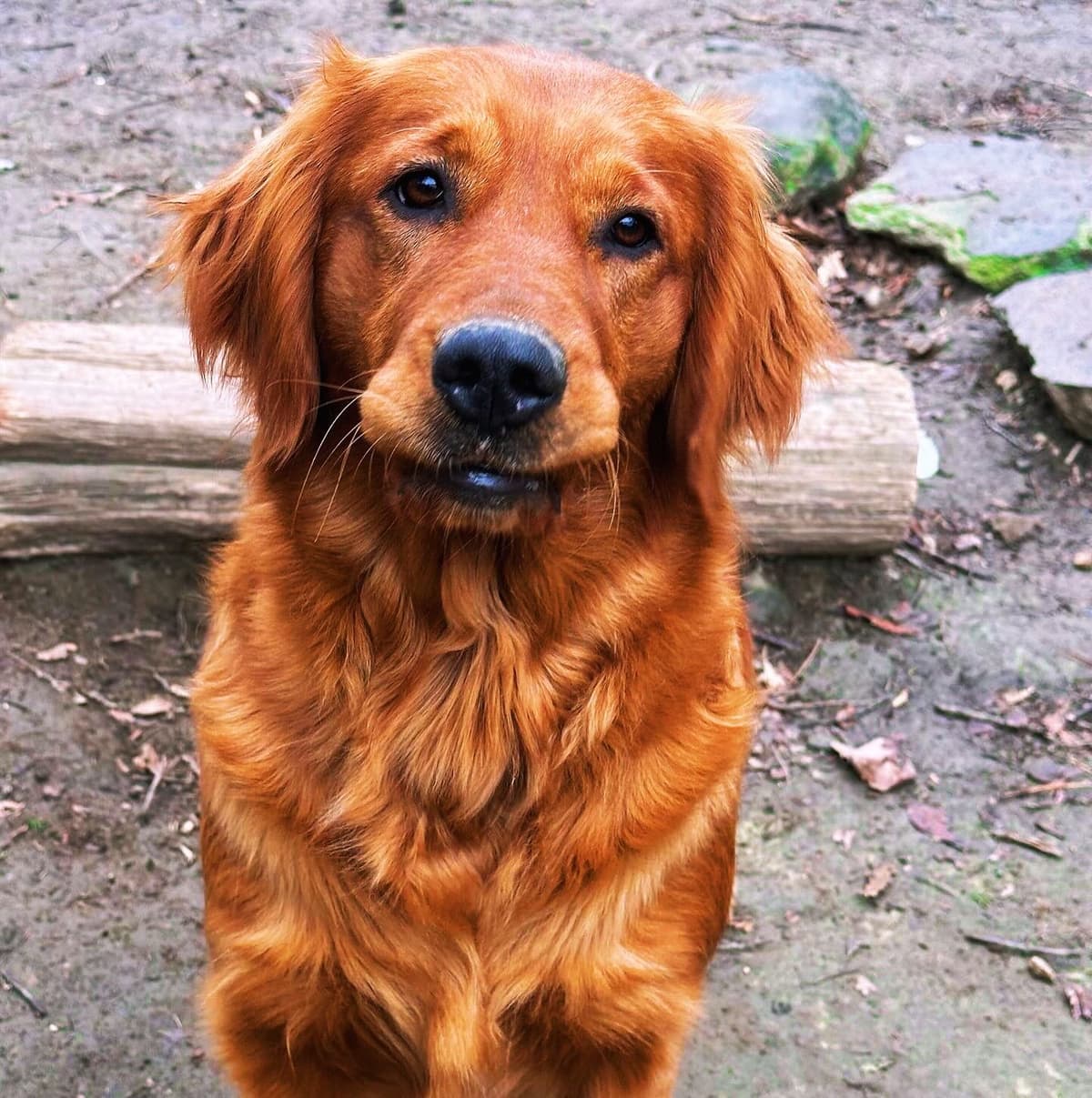Golden Retriever Puppies breeder image 9